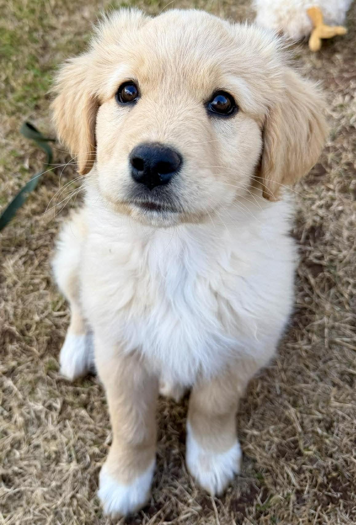 Enlarge Santorini , an adopted mixed breed in Kiowa, OK image 4/6
