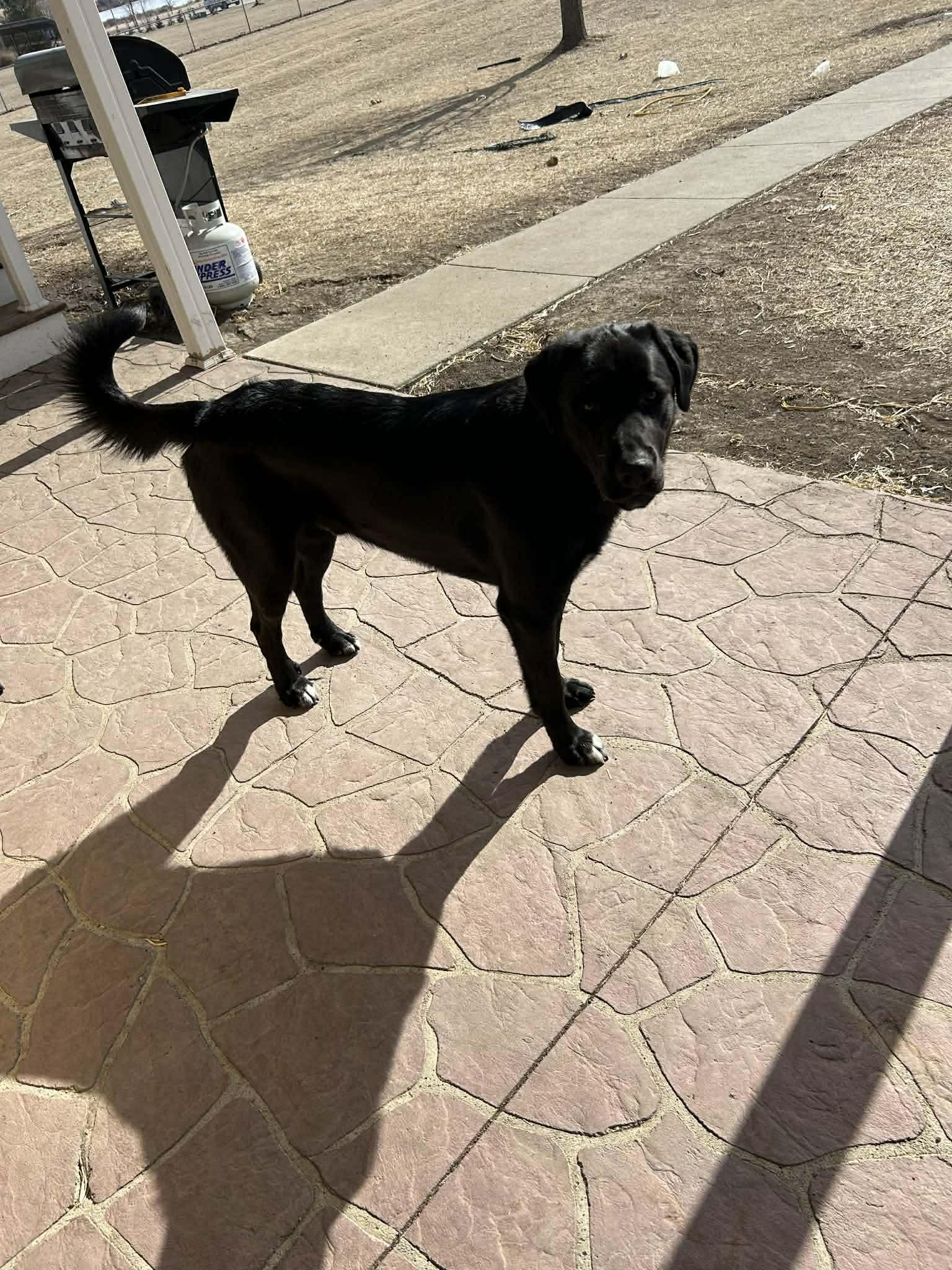 Enlarge Oreo, an adopted mixed breed in Creston, IA image 2/3