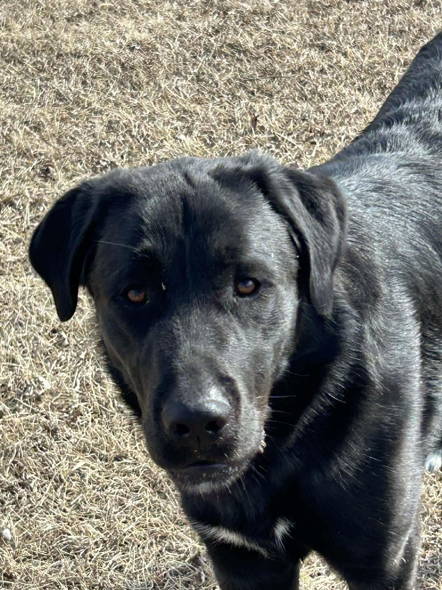 Oreo, adopted, Adult Male Black Labrador Retriever.