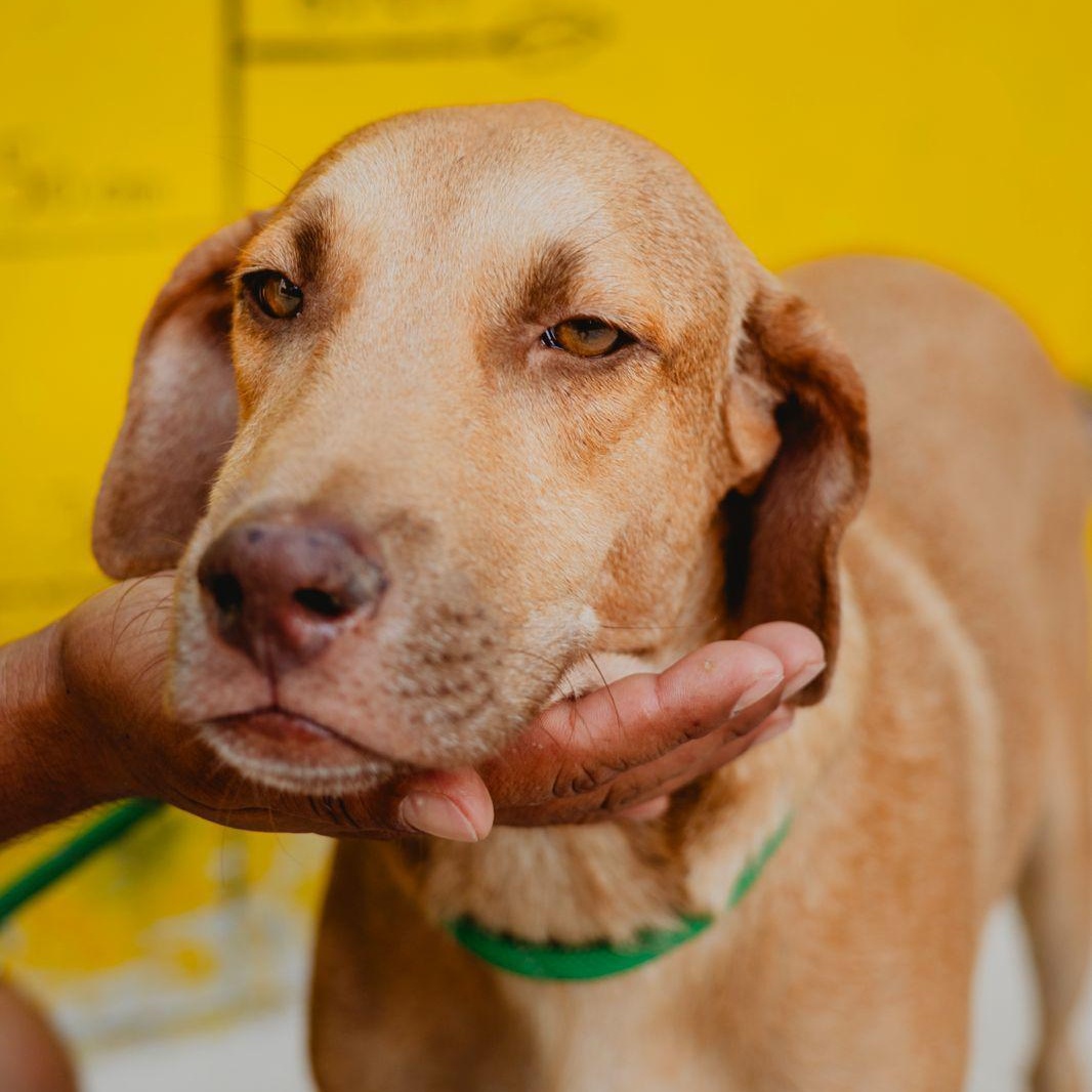 Enlarge Arny, a ADOPTABLE mixed breed in New York, NY image 5/6