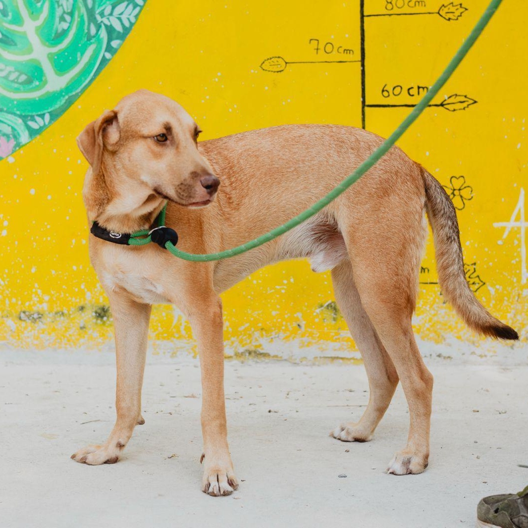 Enlarge Arny, a ADOPTABLE mixed breed in New York, NY image 4/6