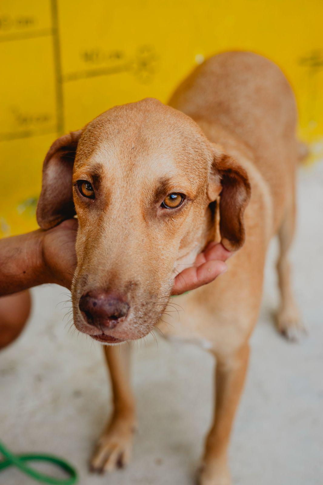 Enlarge Arny, a ADOPTABLE mixed breed in New York, NY image 3/6