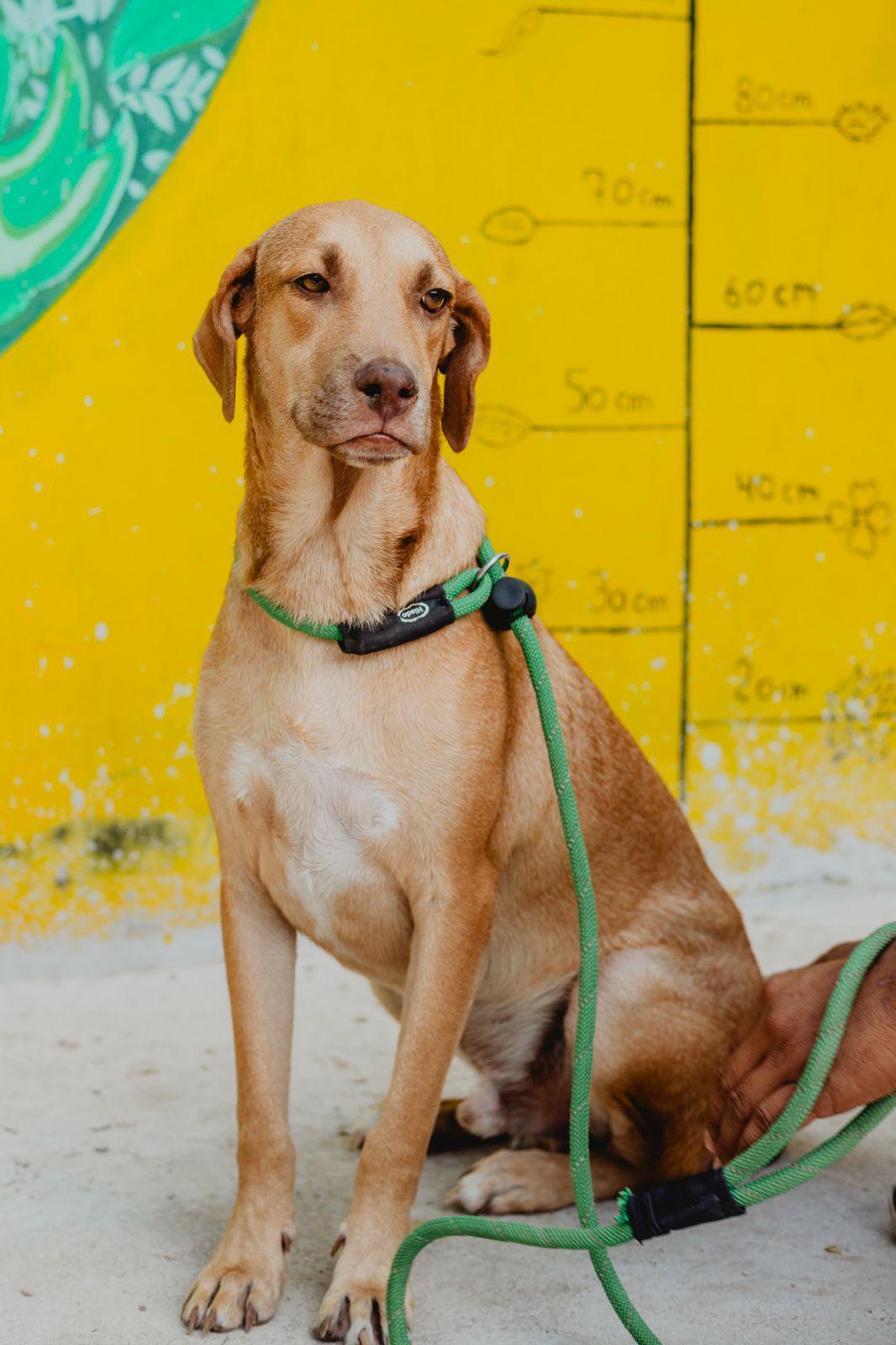 Arny, ADOPTABLE, Young Male Pointer & Yellow Labrador Retriever.