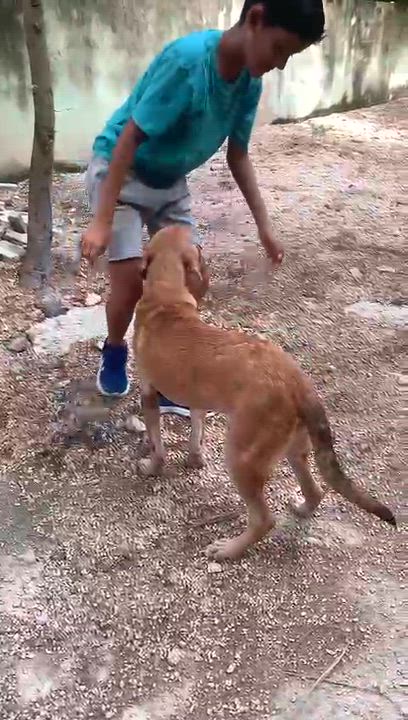 Enlarge Arny, a ADOPTABLE mixed breed in New York, NY video 1/6