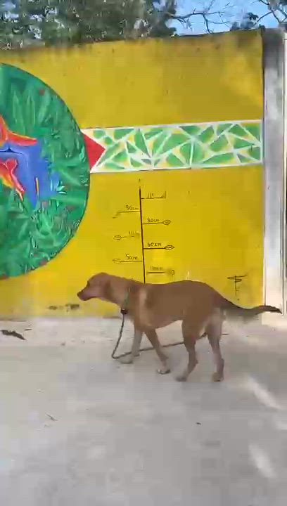 Enlarge Arny, a ADOPTABLE mixed breed in New York, NY video 6/6