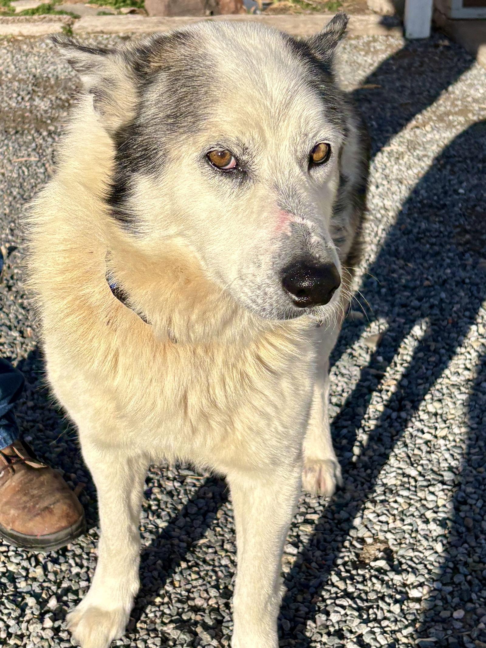 Enlarge Luke, a Adoptable Siberian Husky in Cedar Crest, NM image 1/3