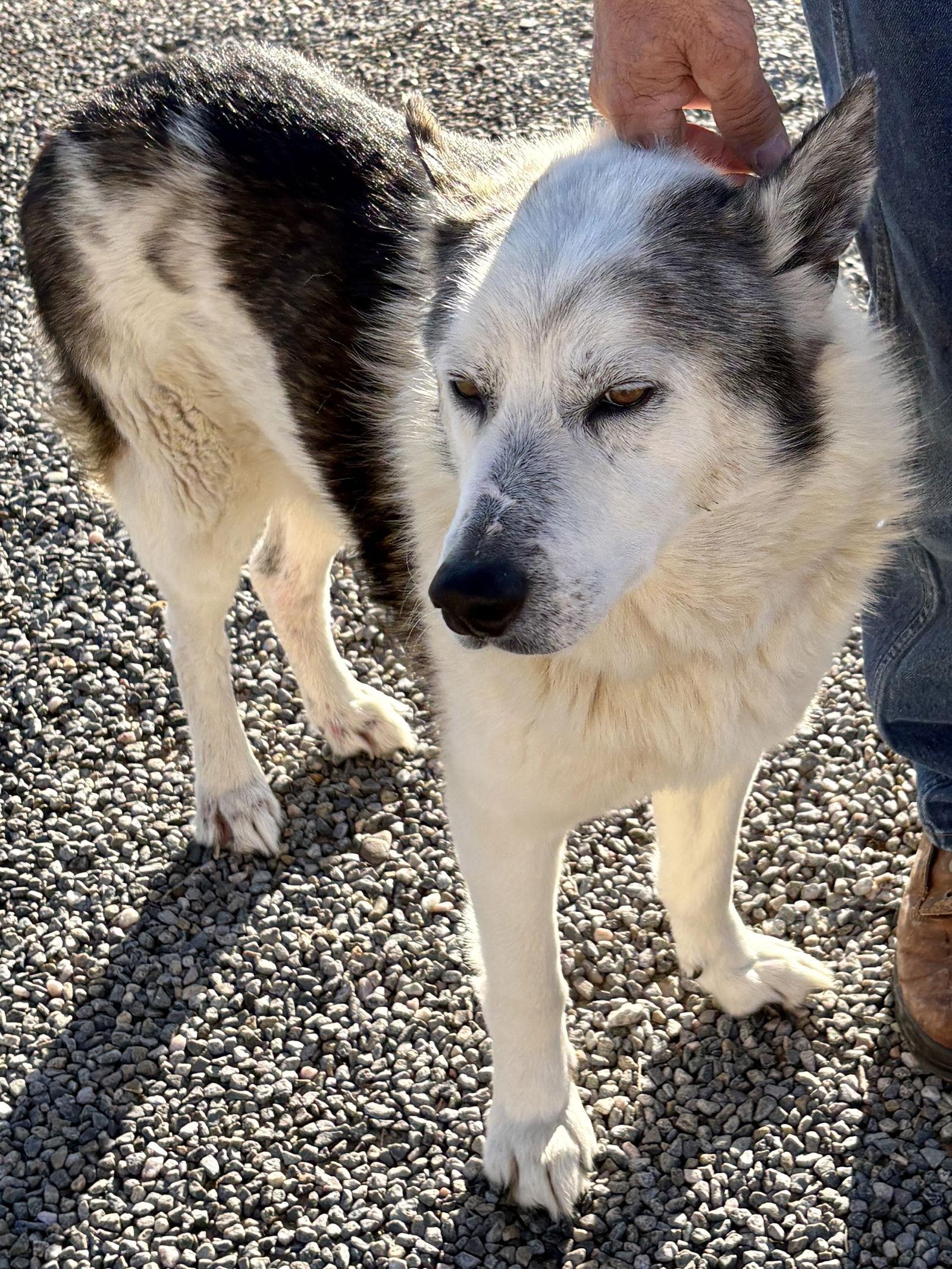 Enlarge Luke, a Adoptable Siberian Husky in Cedar Crest, NM image 2/3
