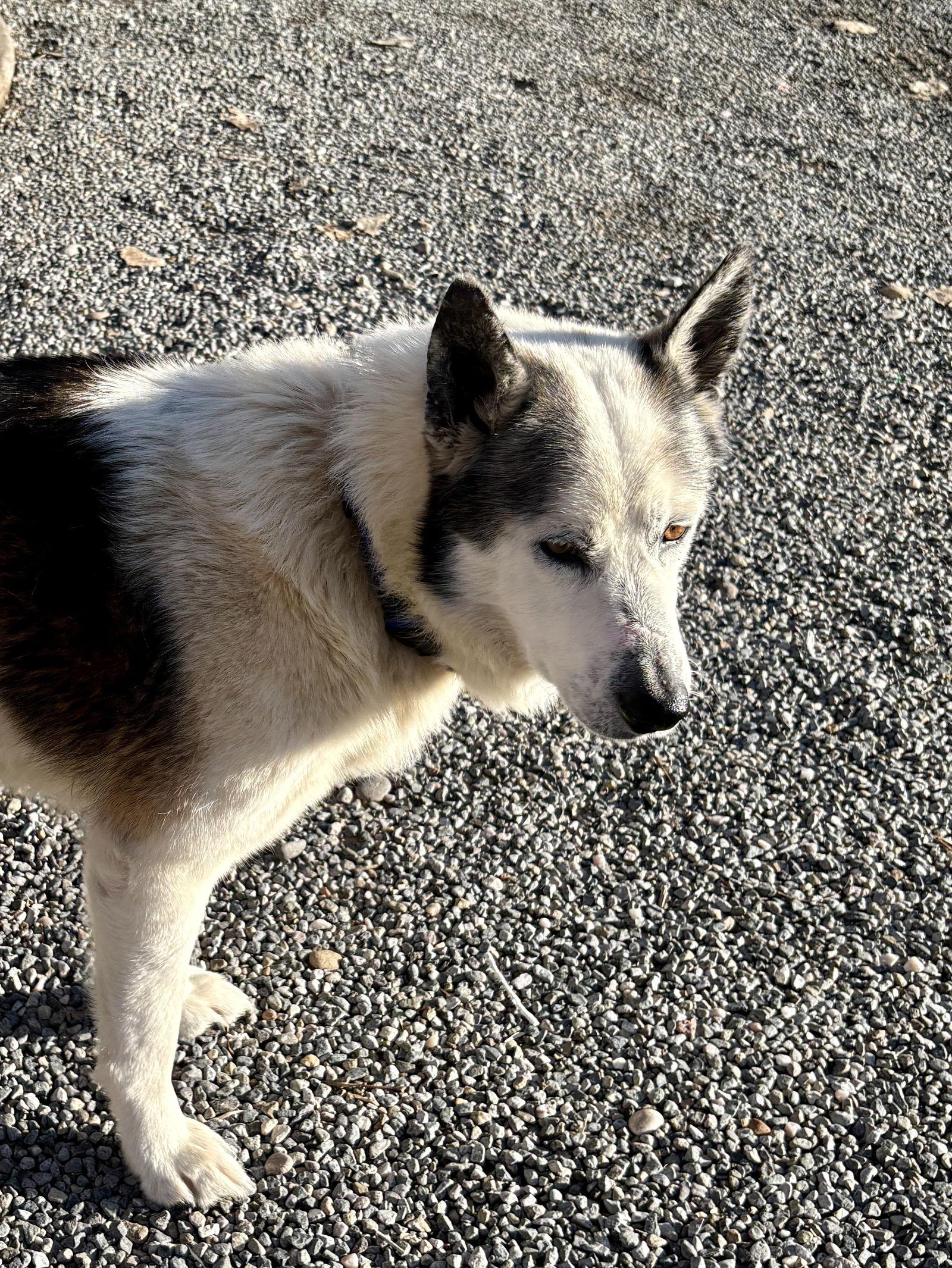 Enlarge Luke, a Adoptable Siberian Husky in Cedar Crest, NM image 3/3