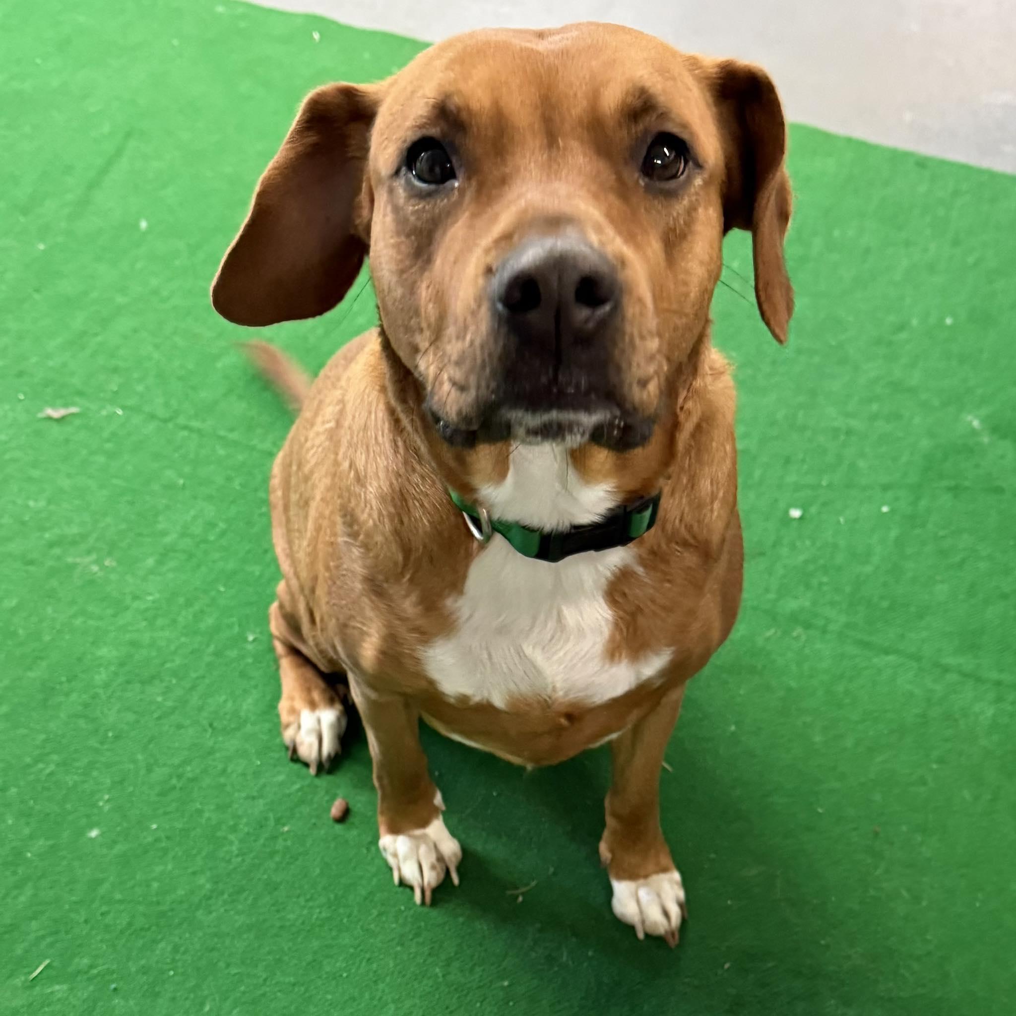 Enlarge COOKIE, a ADOPTABLE mixed breed in Cadiz, OH image 1/3