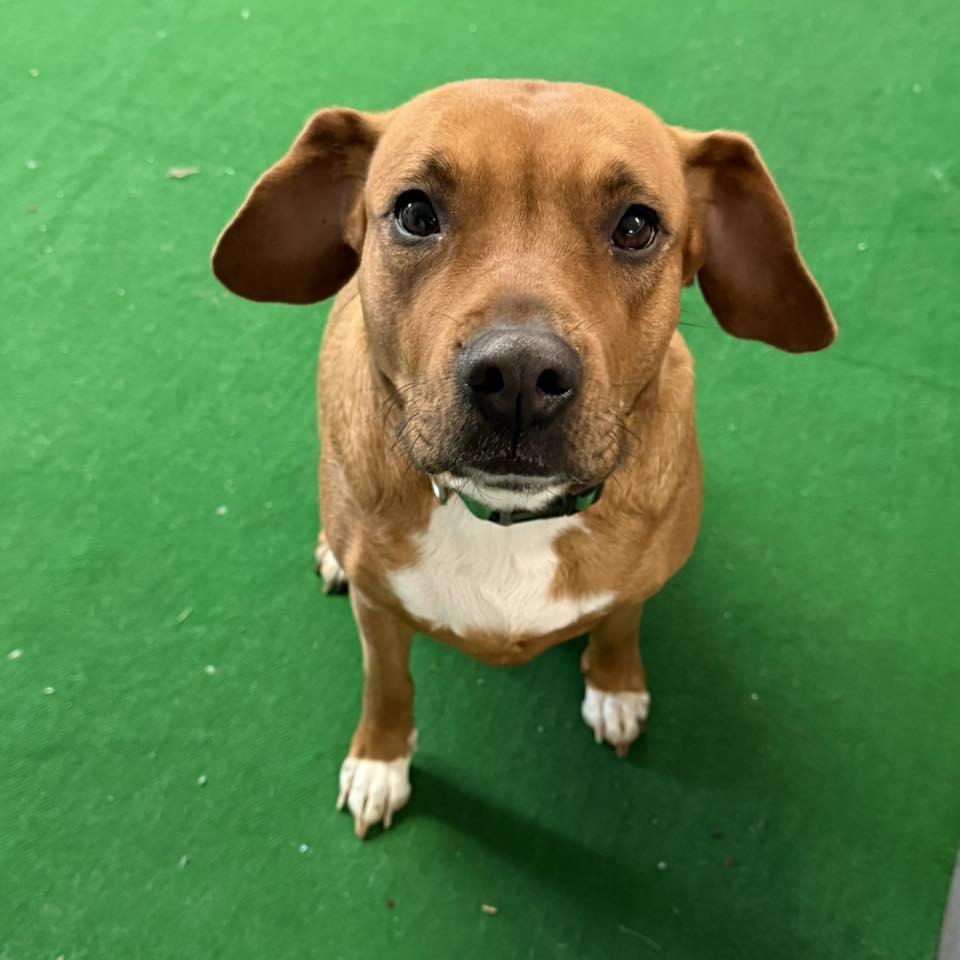 Enlarge COOKIE, a ADOPTABLE mixed breed in Cadiz, OH image 2/3