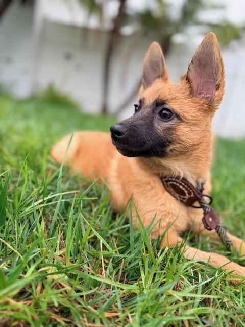 Enlarge Dakota, a Adoptable mixed breed in Torrance, CA image 6/6