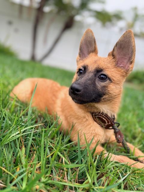 Dakota, Adoptable, Puppy Female German Shepherd Dog.