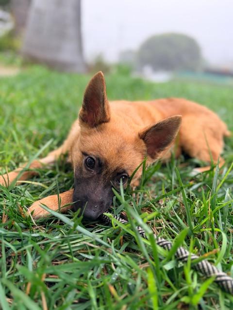 Enlarge Dakota, a Adoptable mixed breed in Torrance, CA image 3/6