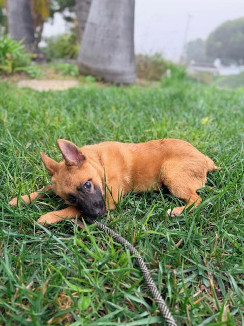 Enlarge Dakota, a Adoptable mixed breed in Torrance, CA image 4/6