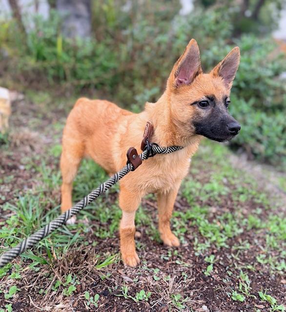Enlarge Dakota, a Adoptable mixed breed in Torrance, CA image 2/6