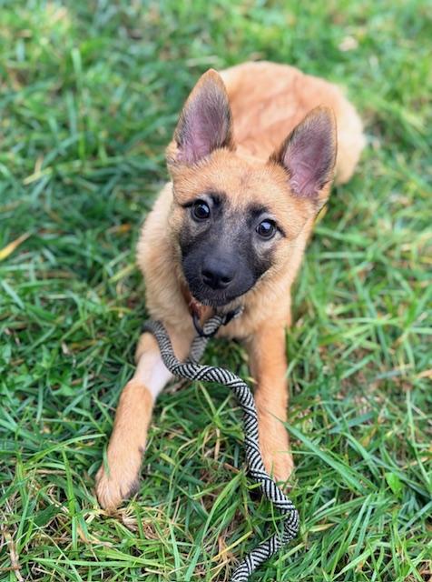 Enlarge Dakota, a Adoptable mixed breed in Torrance, CA image 5/6