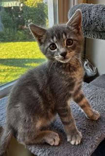 Enlarge Harry, a Adopted mixed breed in Pasco, WA image 1/3