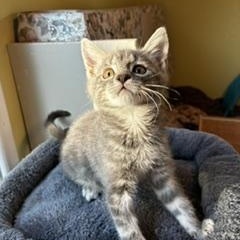 Enlarge Harry, a Adopted mixed breed in Pasco, WA image 2/3