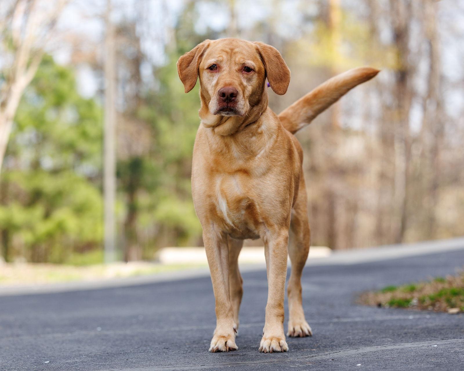 Wiggins, Adopted, Adult Male Mixed Breed.