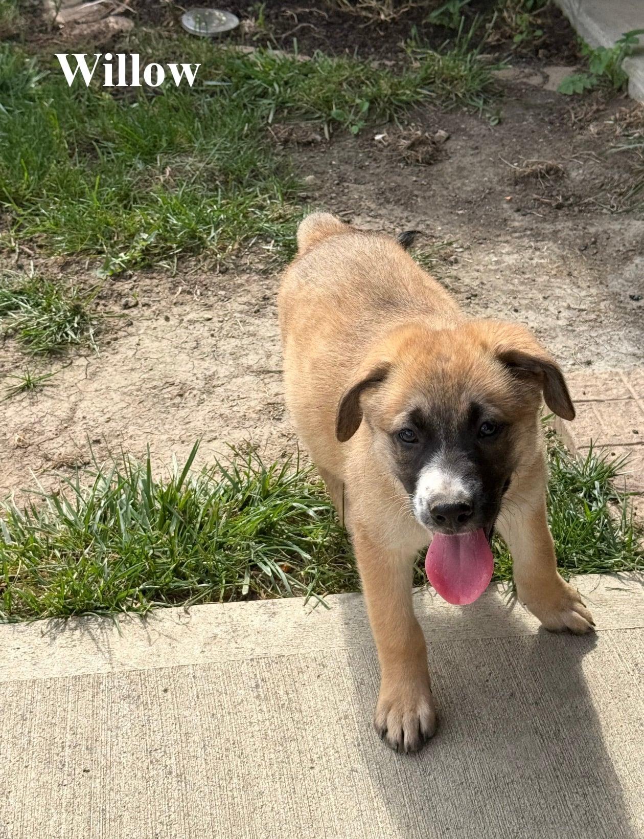 Enlarge Willow, a Adopted mixed breed in Celina, OH image 2/4