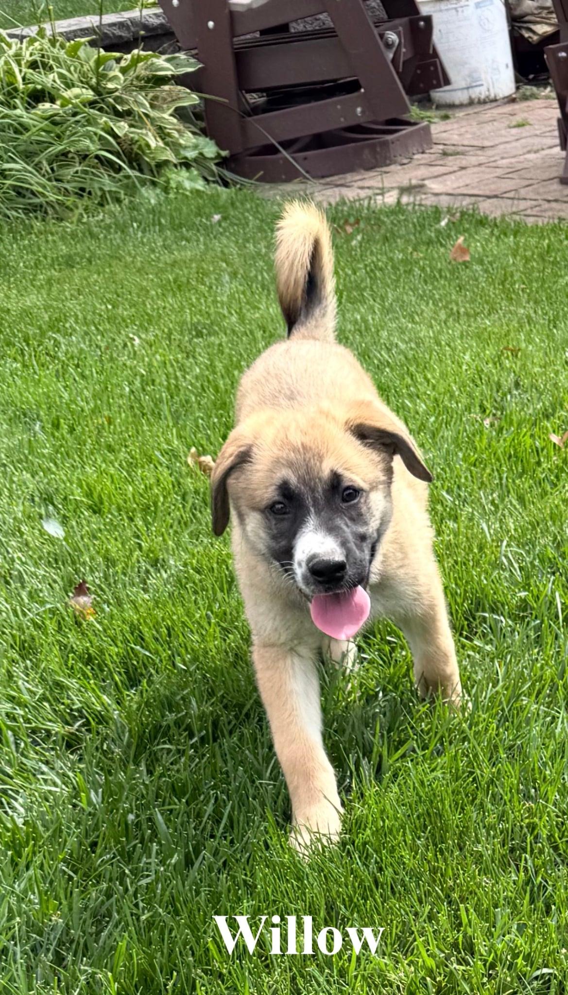 Willow, Adopted, Puppy Female Shepherd.