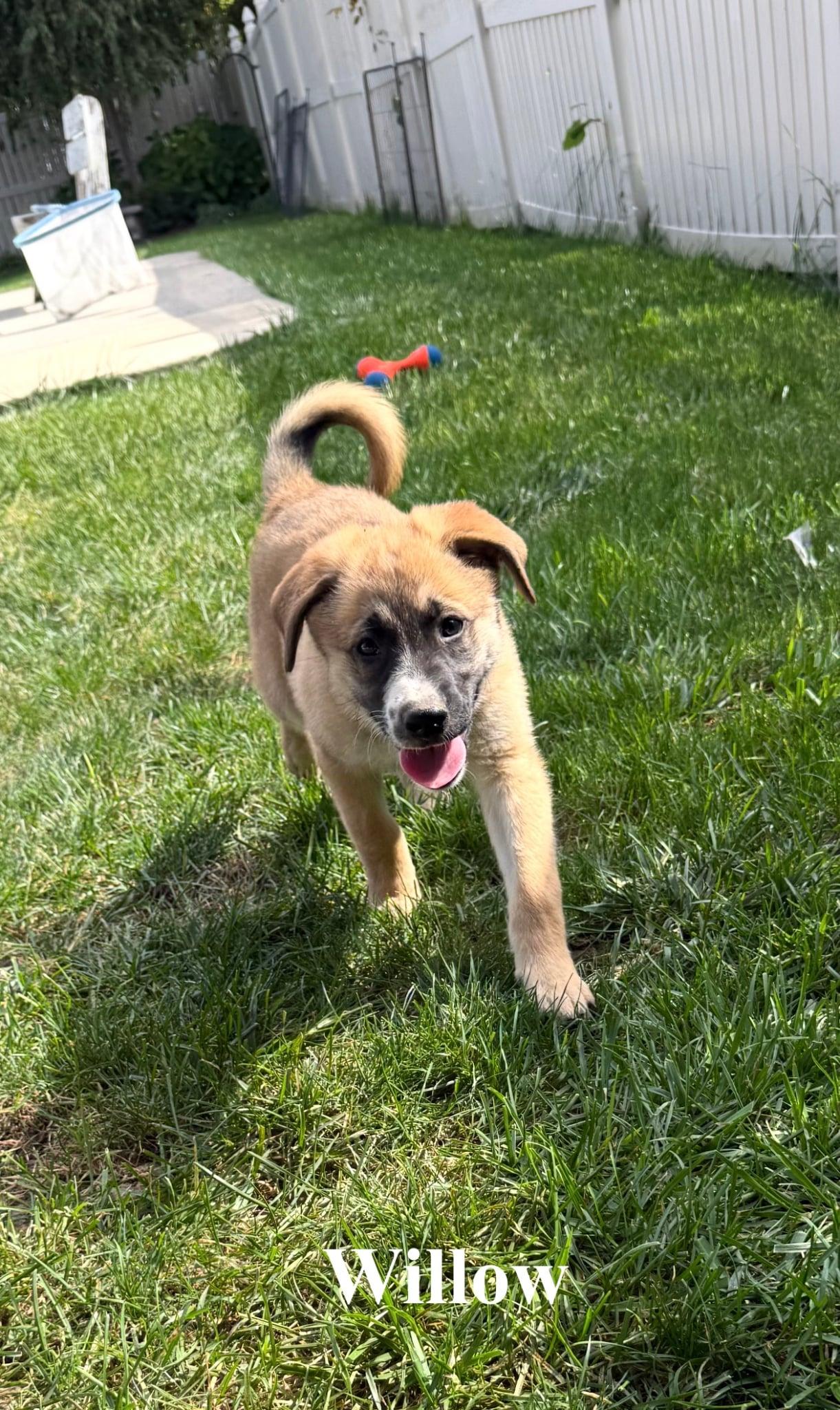 Enlarge Willow, a Adopted mixed breed in Celina, OH image 3/4