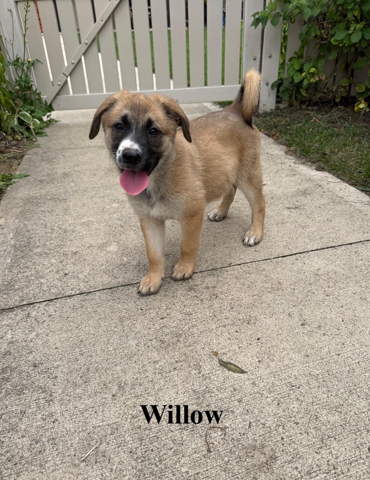 Enlarge Willow, a Adopted mixed breed in Celina, OH image 4/4