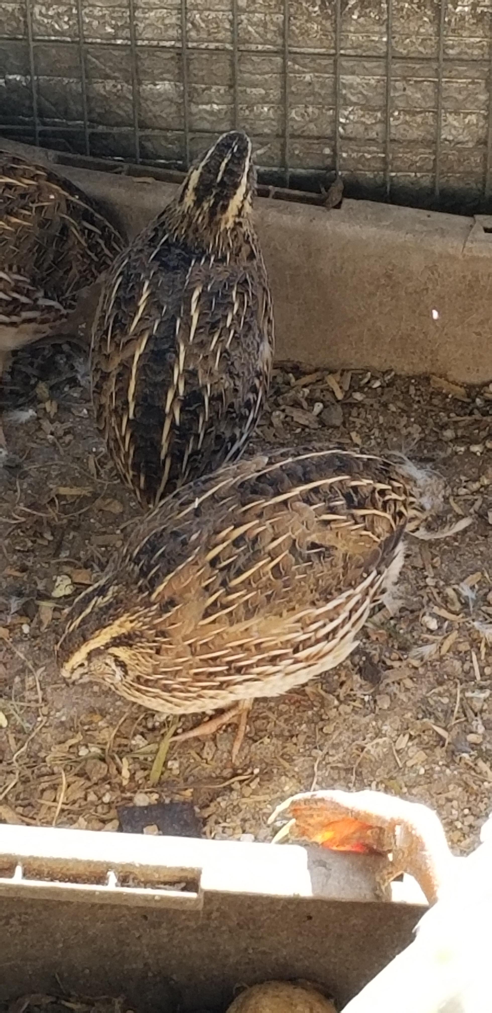 Enlarge  Qail, an adopted Quail in Modesto, CA image 1/1