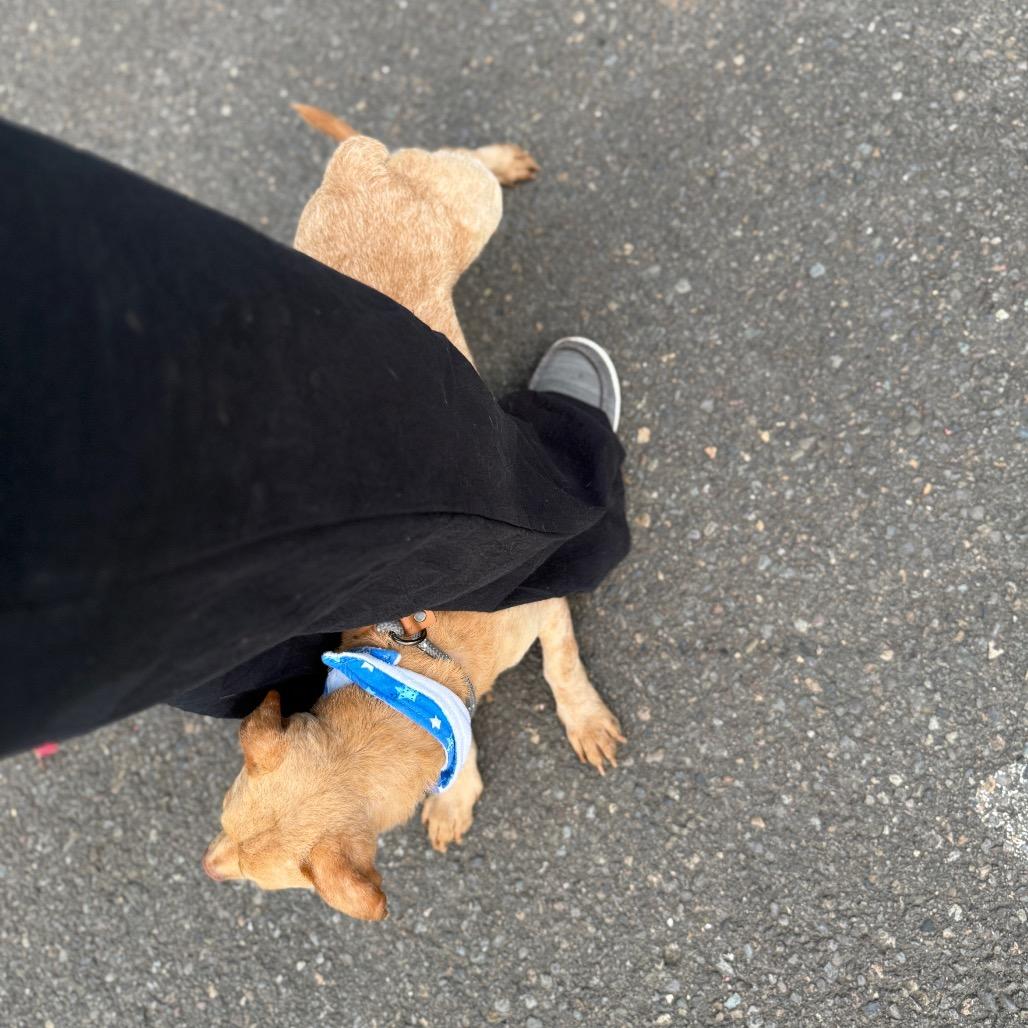 Devin, a Adoptable mixed breed in Newberg, OR image 1/6