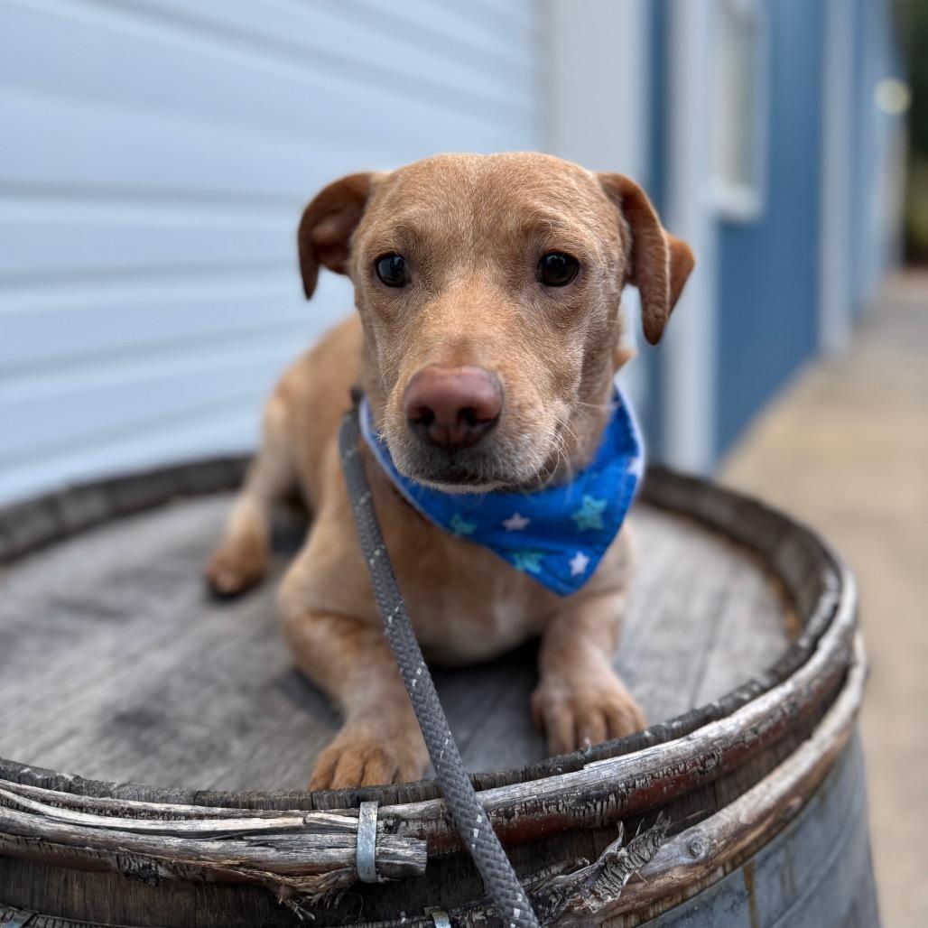 Devin, a Adoptable mixed breed in Newberg, OR image 2/6