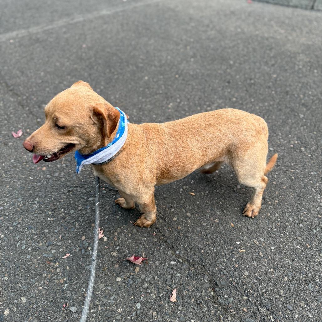 Devin, a Adoptable mixed breed in Newberg, OR image 4/6
