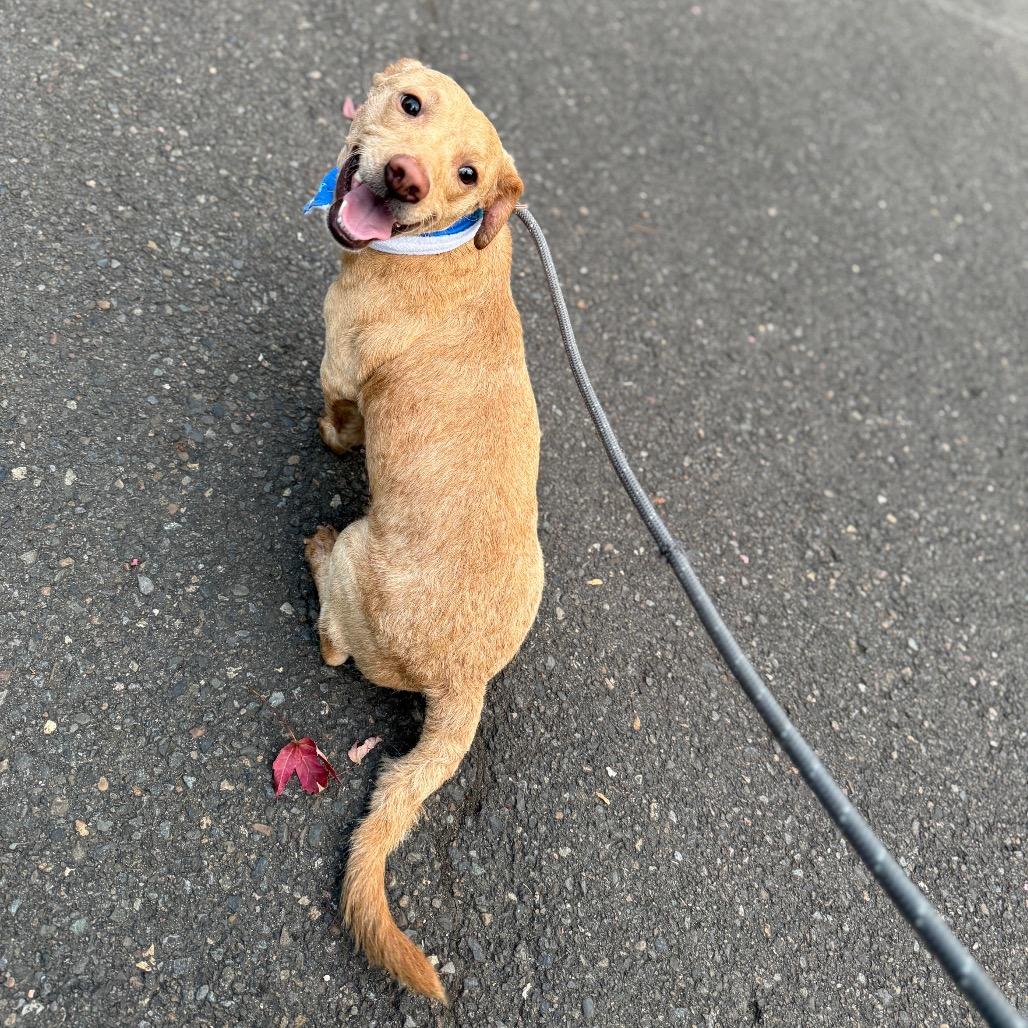 Devin, a Adoptable mixed breed in Newberg, OR image 5/6
