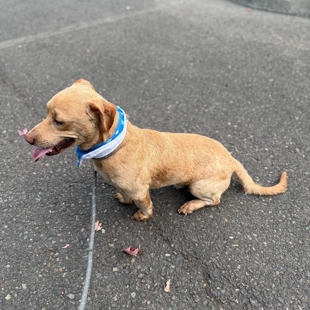 Devin, a Adoptable mixed breed in Newberg, OR image 6/6