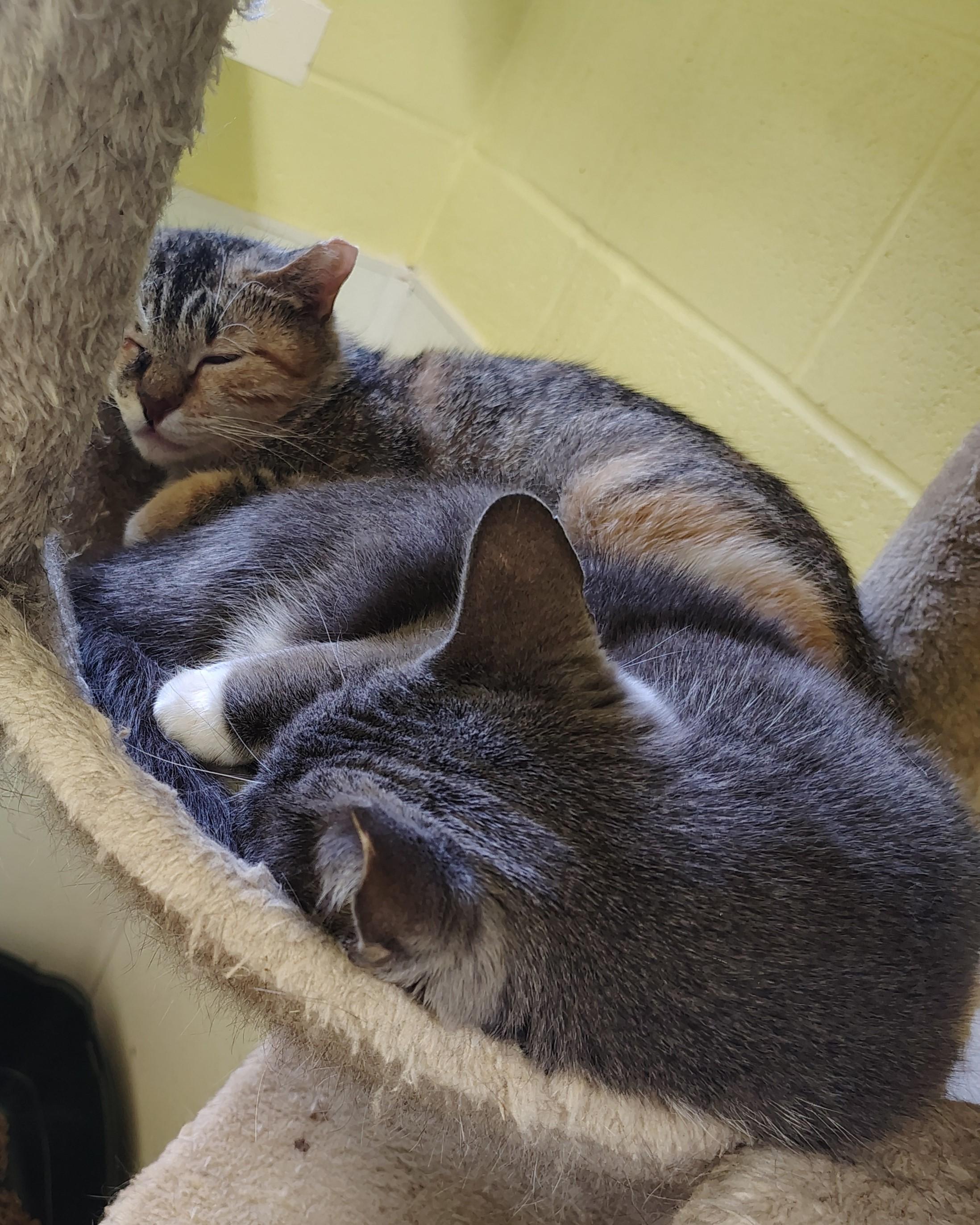 Enlarge Rayo, a Adoptable Domestic Short Hair in Englewood, NJ image 4/6