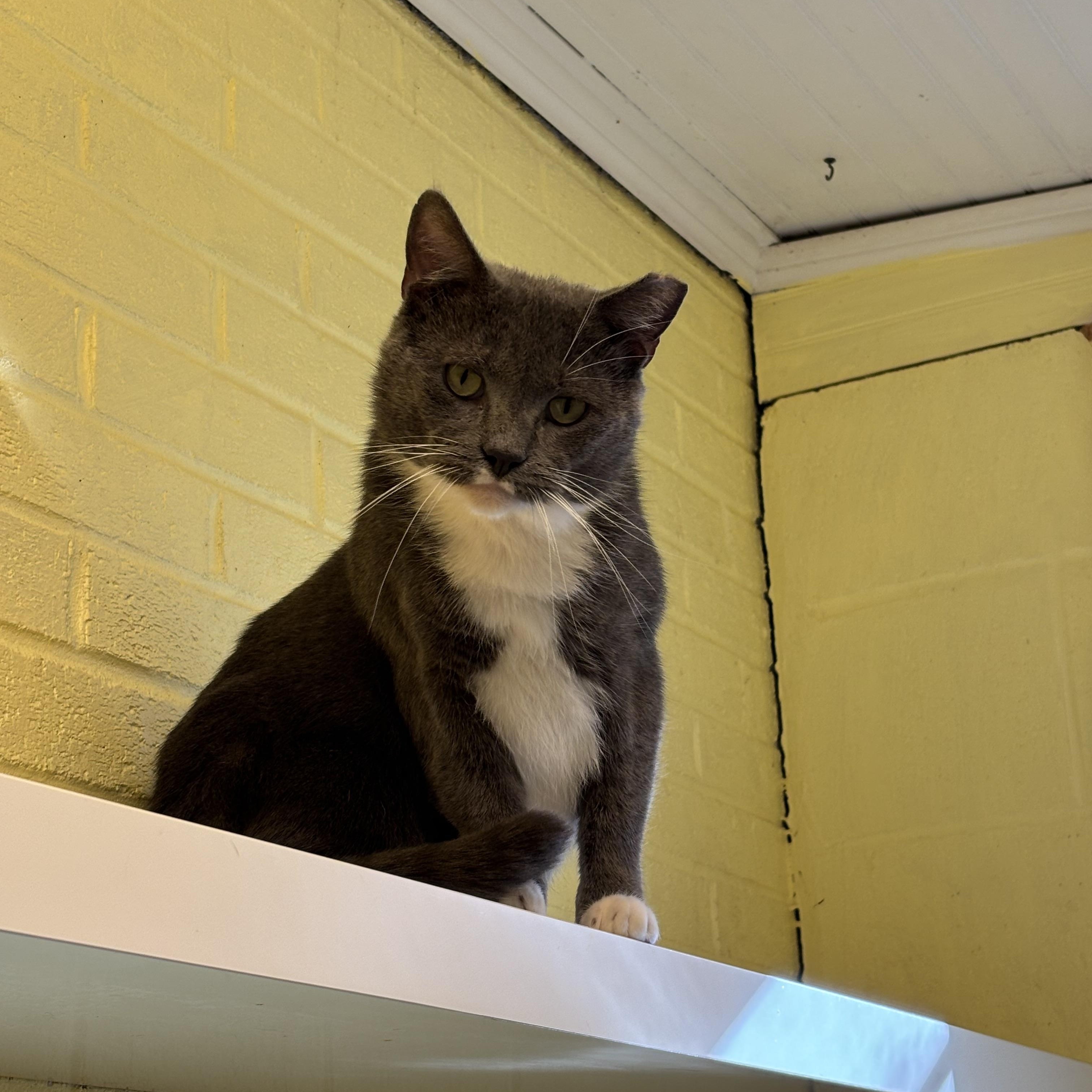 Rayo ( Foster or Adopter needed), Adoptable, Young Male Domestic Short Hair.