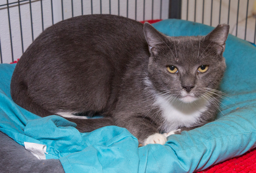 Rayo ( Foster or Adopter needed), Young Male Domestic Short Hair