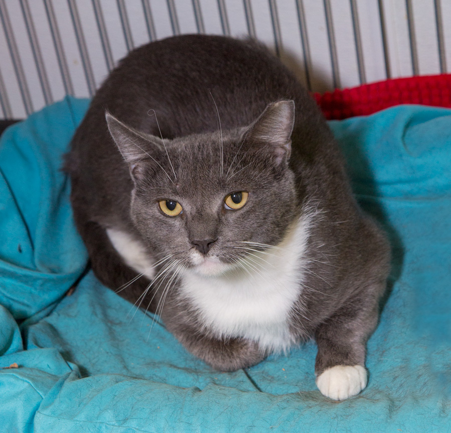 Rayo ( Foster or Adopter needed), a Adoptable Domestic Short Hair in Englewood, NJ image 3/3
