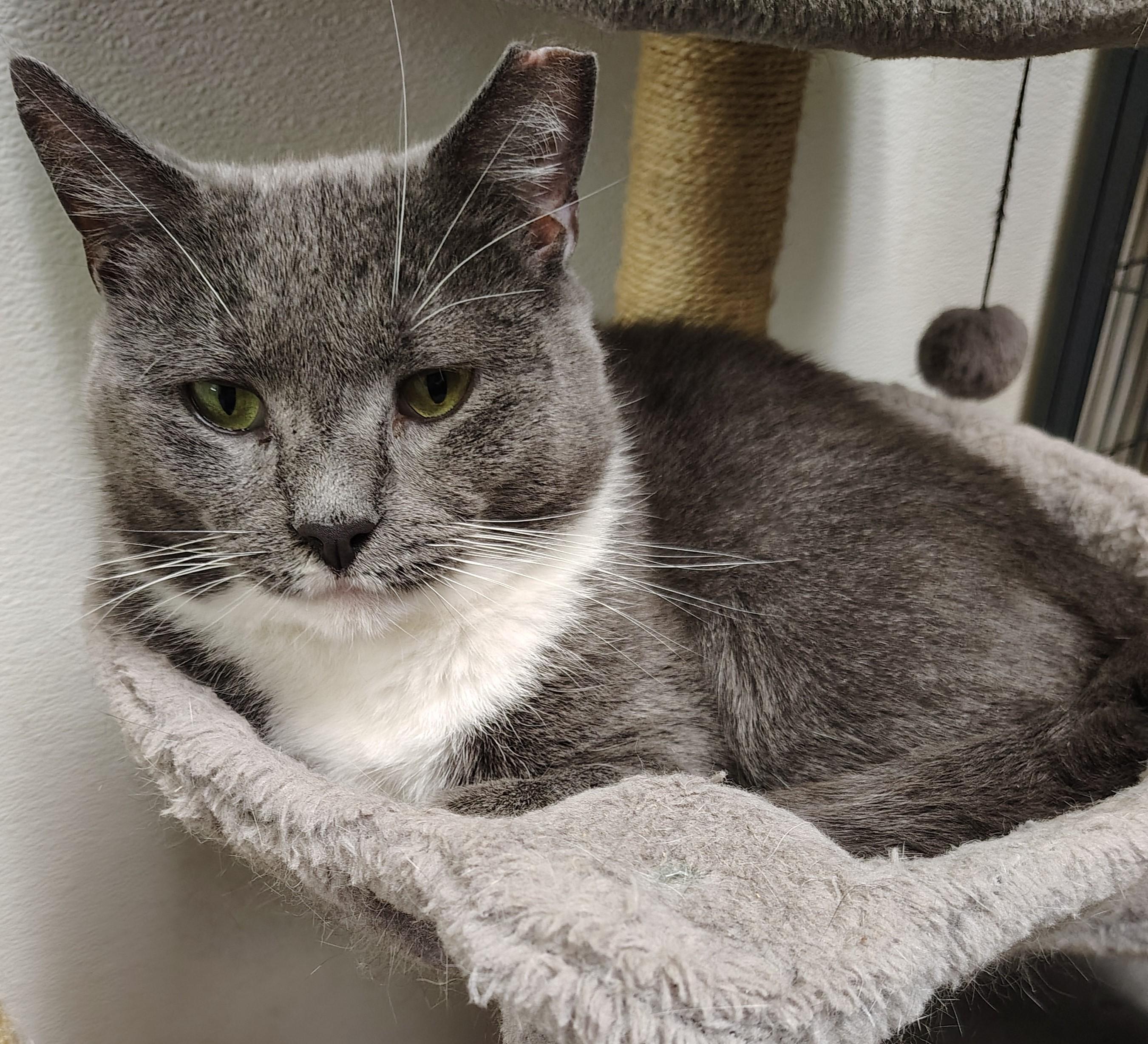 Rayo, Adoptable, Young Male Domestic Short Hair.