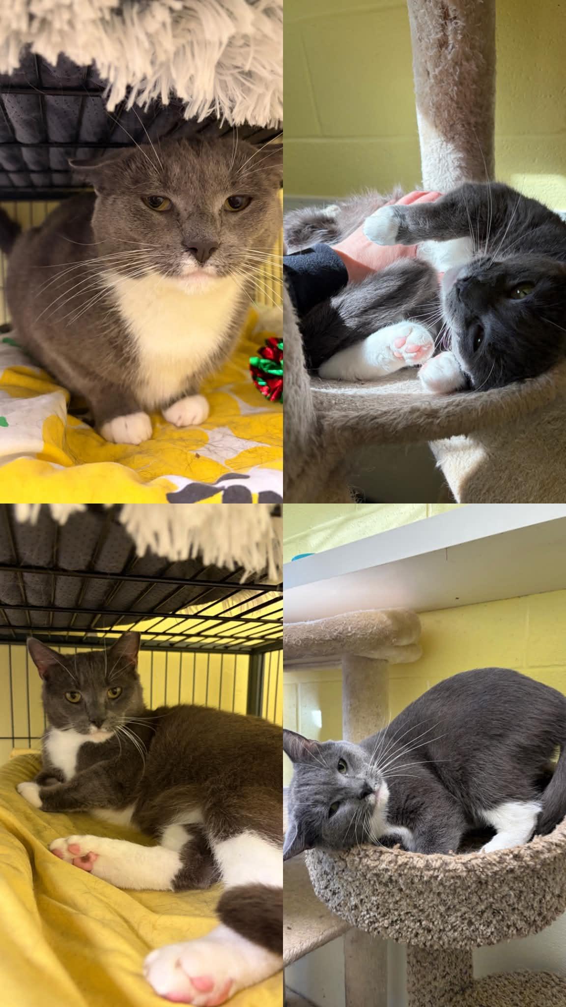 Enlarge Rayo, a Adoptable Domestic Short Hair in Englewood, NJ image 6/6