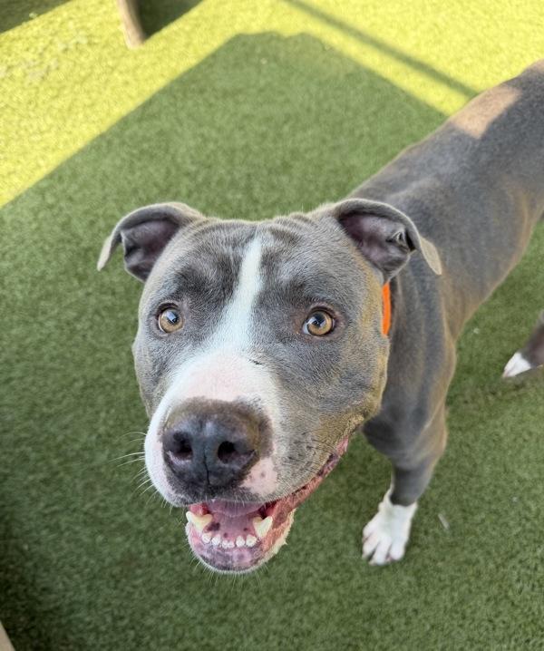 Biscuit, Adoptable, Adult Male Pit Bull Terrier.