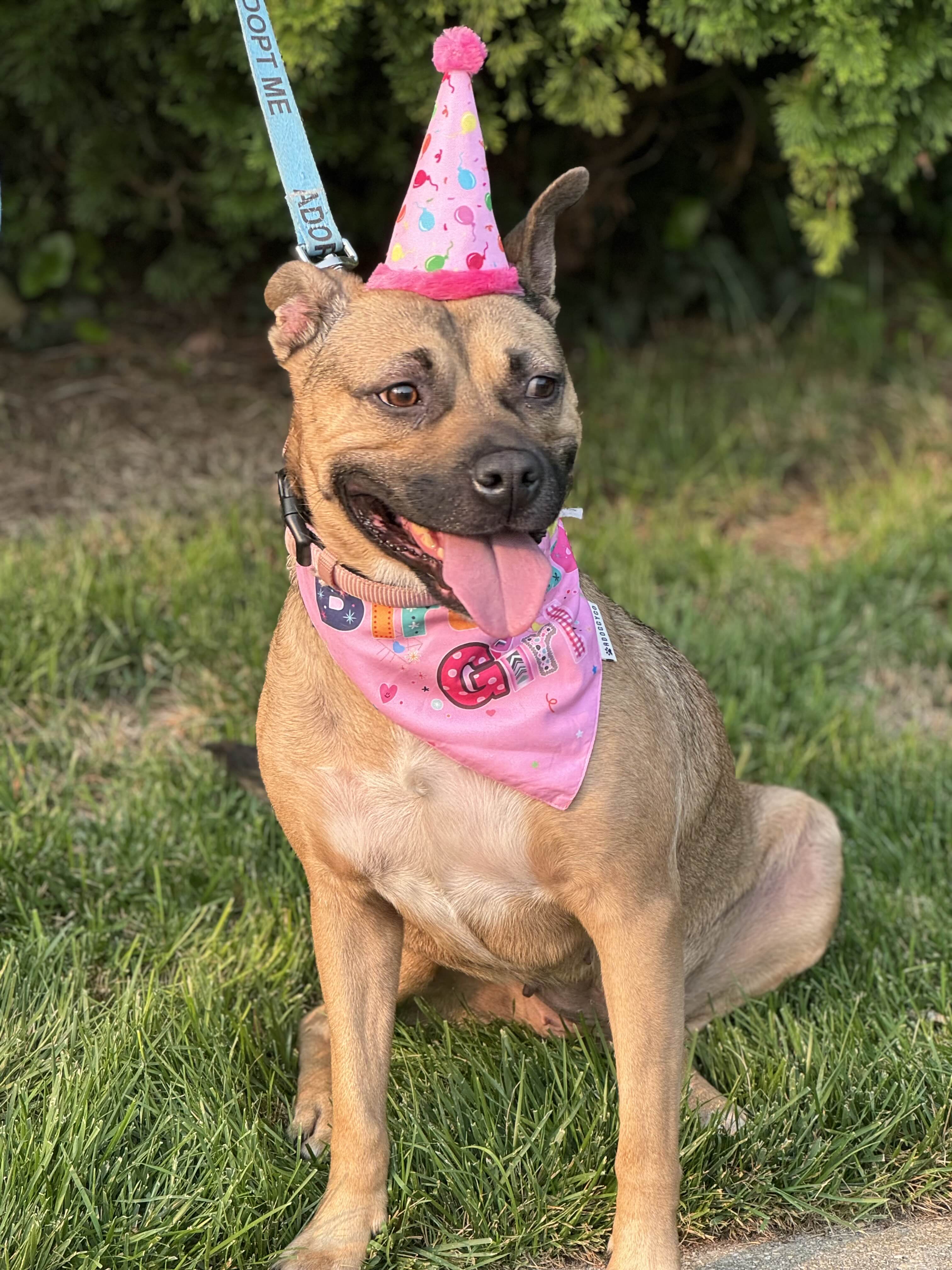 Enlarge Tippy, a Adoptable mixed breed in Hampton Bays, NY image 1/6