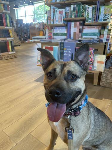 Enlarge Tippy, a Adoptable mixed breed in Hampton Bays, NY image 2/6