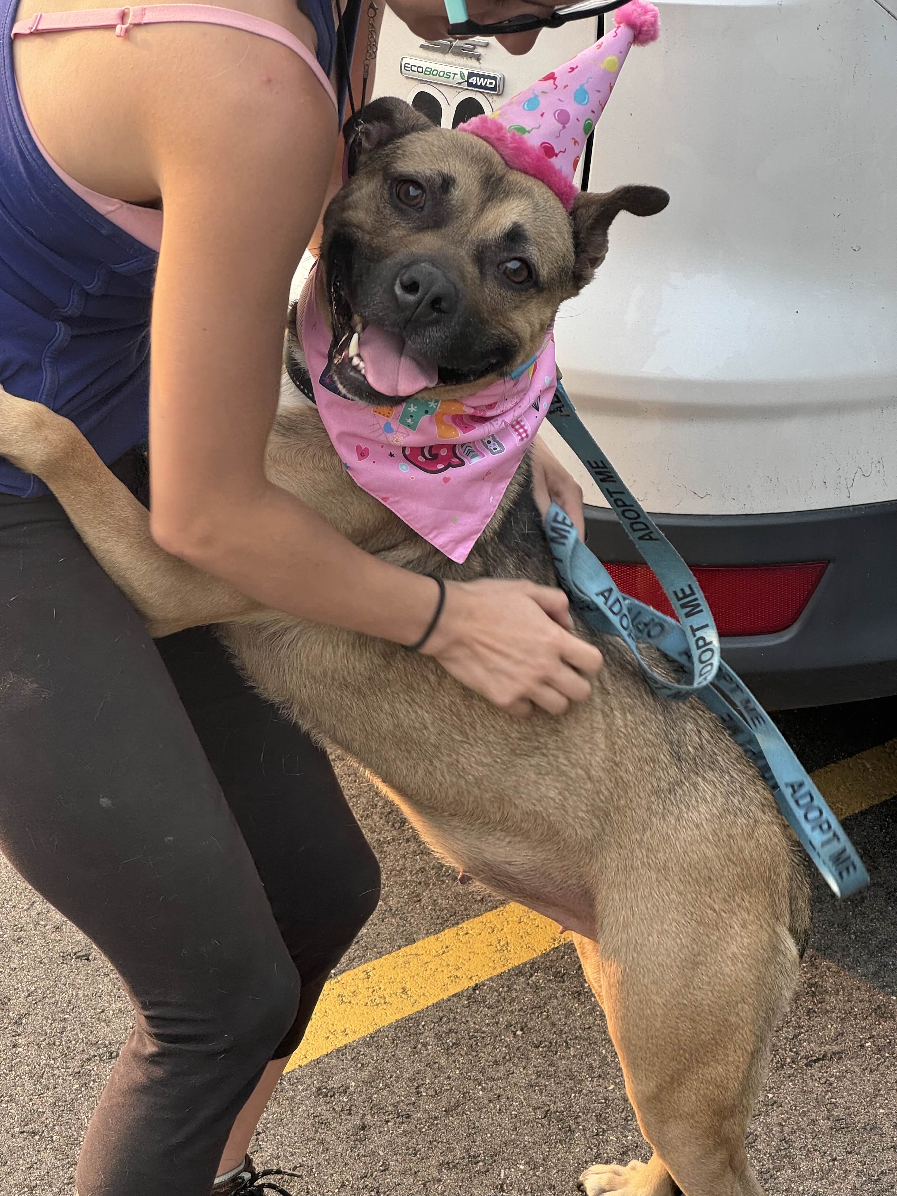 Enlarge Tippy, a Adoptable mixed breed in Hampton Bays, NY image 6/6