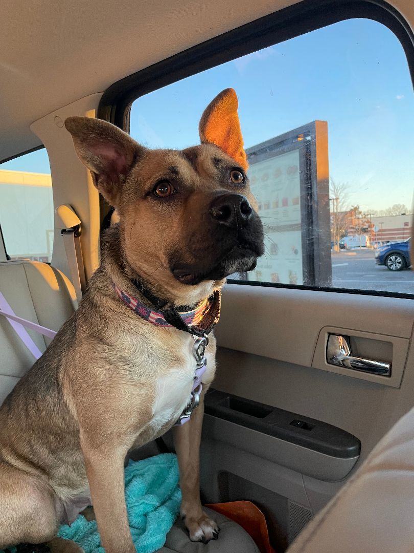 Enlarge Tippy, a Adoptable mixed breed in Hampton Bays, NY image 5/6