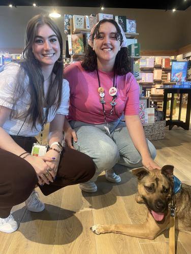 Enlarge Tippy, a Adoptable mixed breed in Hampton Bays, NY image 3/6