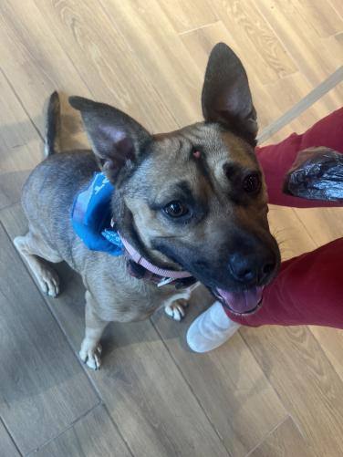 Enlarge Tippy, a Adoptable mixed breed in Hampton Bays, NY image 4/6