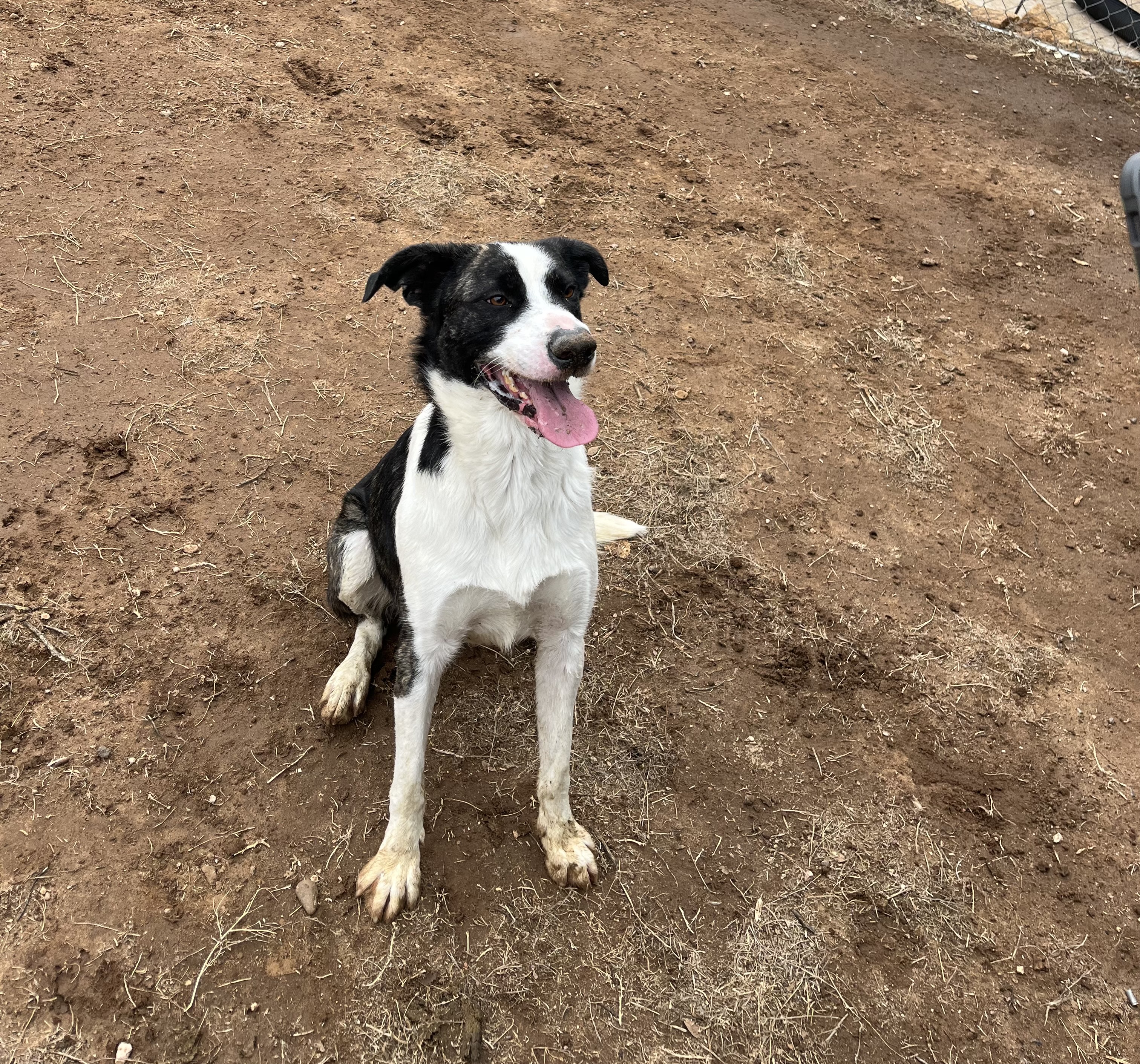 Ramy, Adoptable, Adult Male Catahoula Leopard Dog.