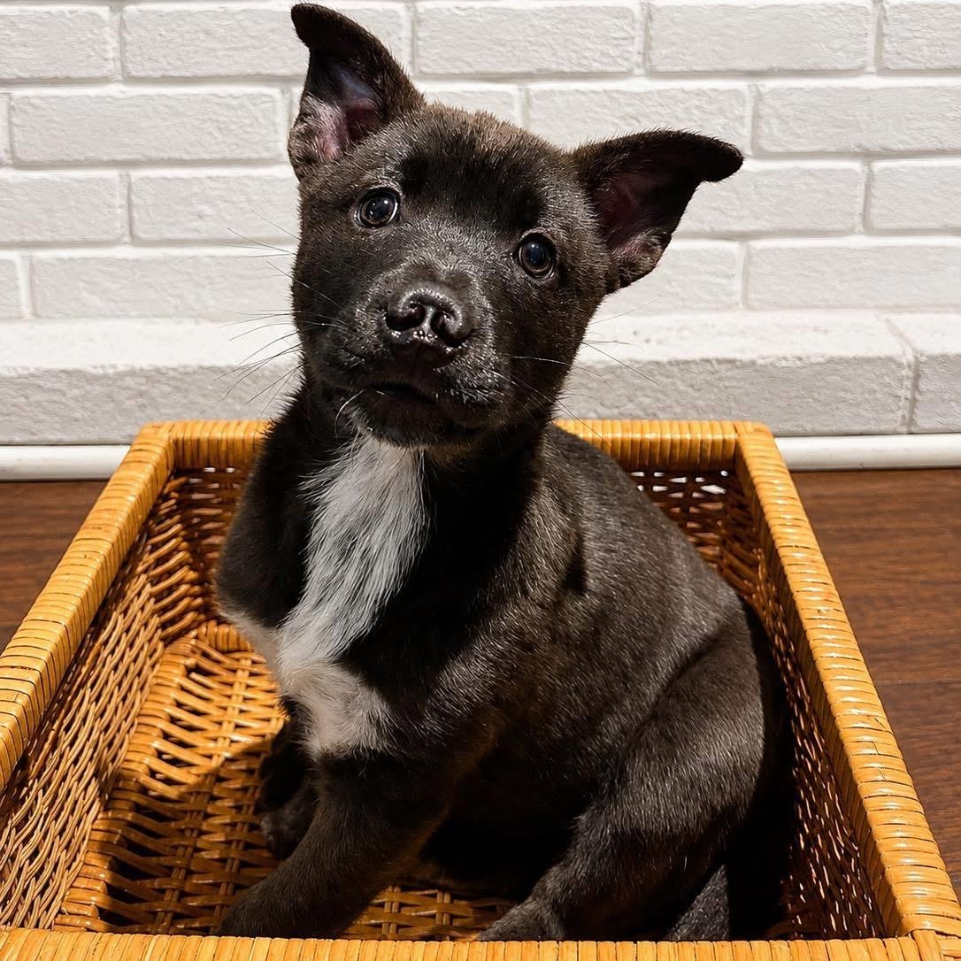 Enlarge Ciara, a ADOPTABLE mixed breed in Collingswood, NJ image 1/1