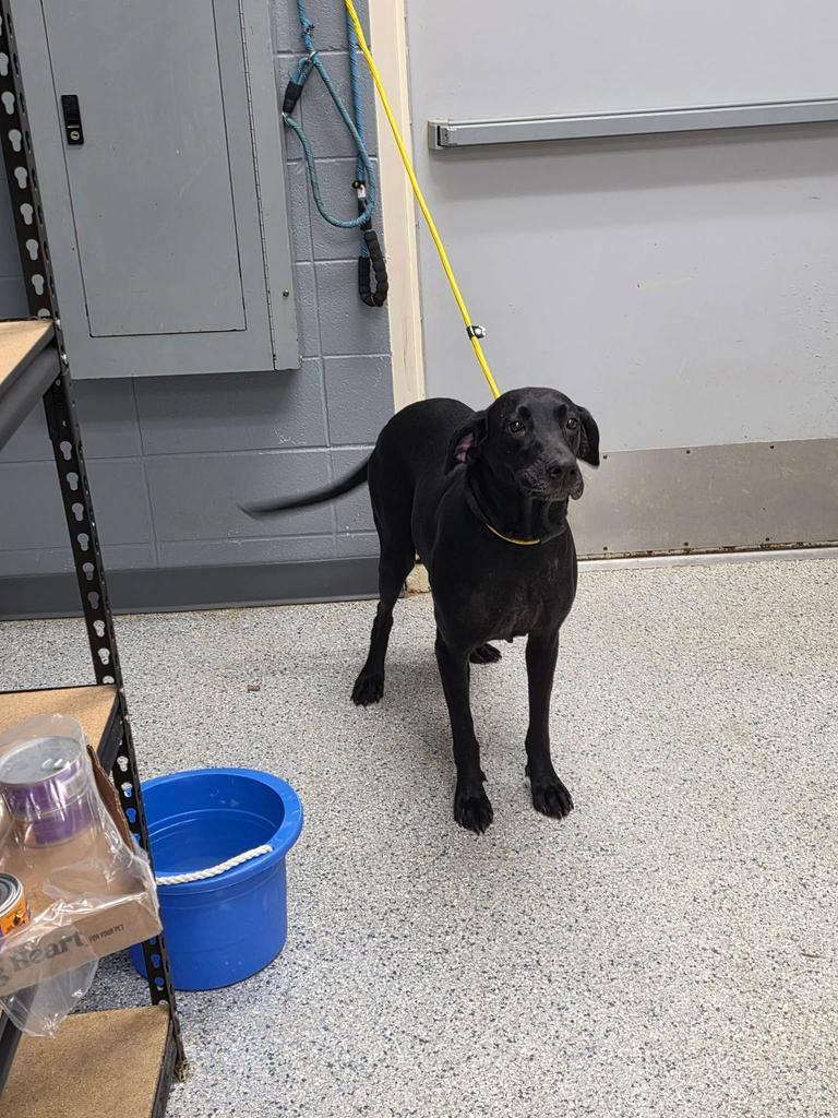 Scout, Adoptable, Young Female Labrador Retriever & Affenpinscher.