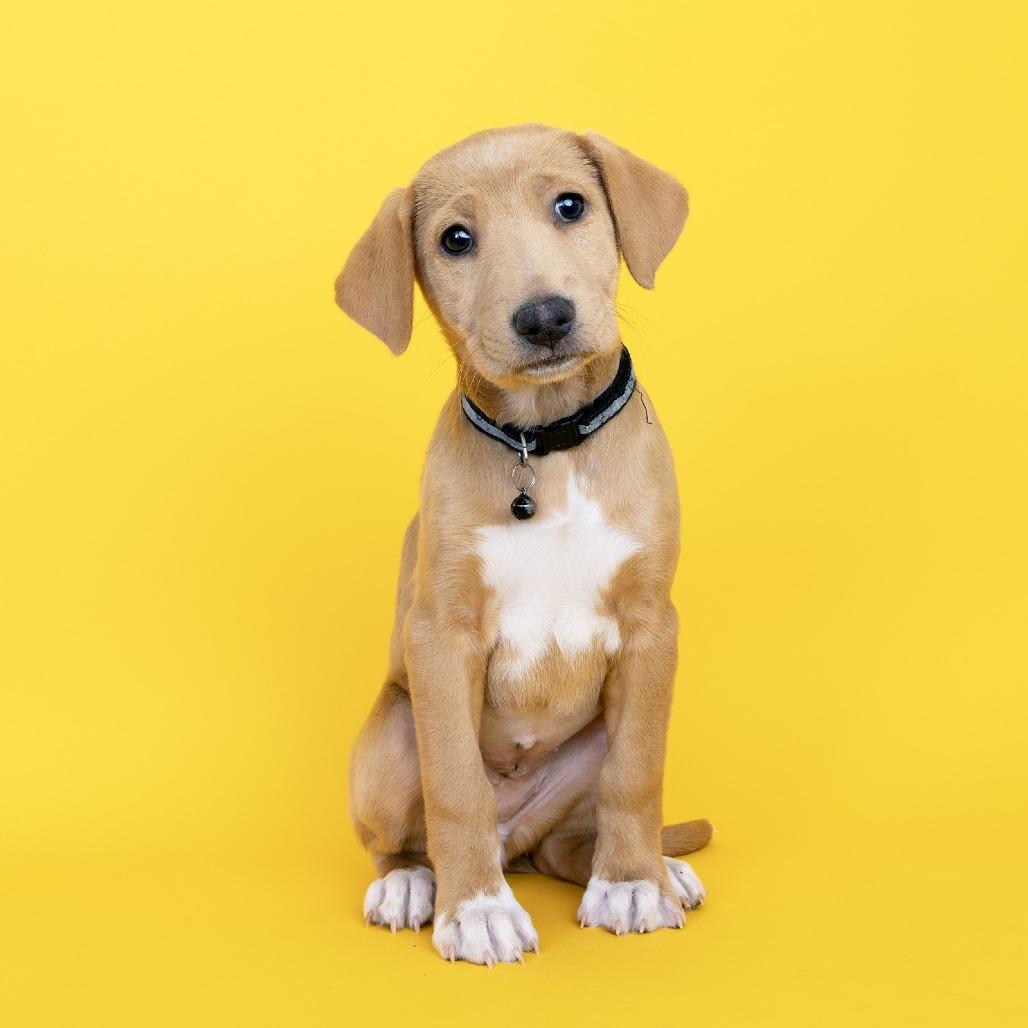 Enlarge Barlie, a Adoptable Mixed Breed in Franklin, TN image 1/1